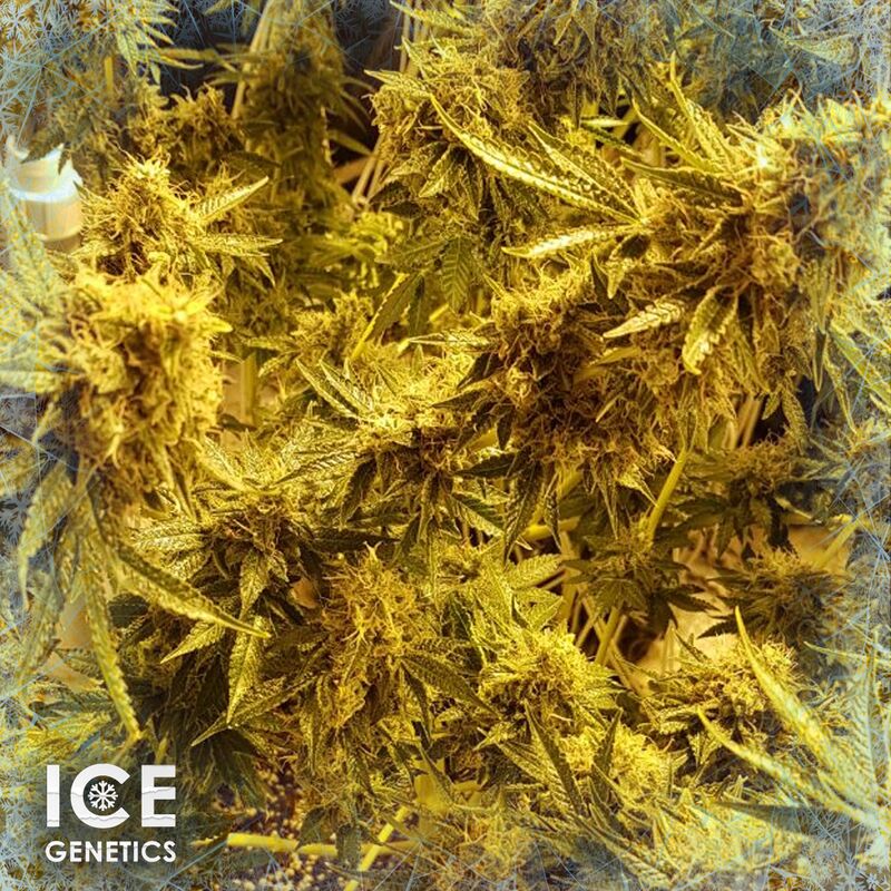 Northern Lights Auto, Фасовка: 10